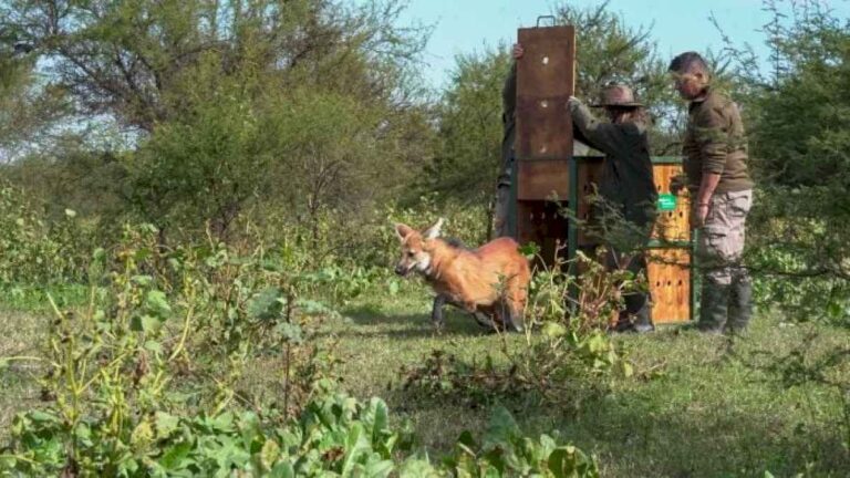 liberan-un-aguara-guazu-y-destacan-como-las-buenas-practicas-agricolas-fortalecen-la-biodiversidad-en-el-campo