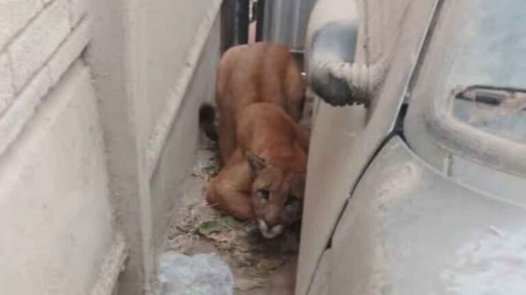 terror-en-necochea:-una-mujer-encontro-un-puma-en-el-garage-de-su-casa