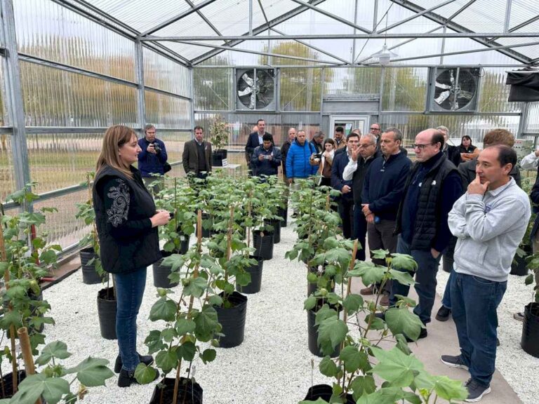 campana:-comenzo-el-deslinte-de-semilla-de-algodon-y-anunciaron-una-nueva-tecnologia-para-el-cultivo