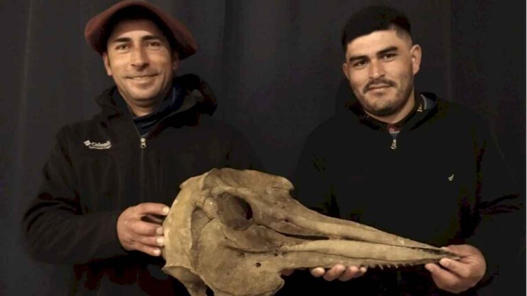 dos-pescadores-encontraron-en-un-rio-bonaerense-un-craneo-de-delfin-de-5000-anos-de-antiguedad