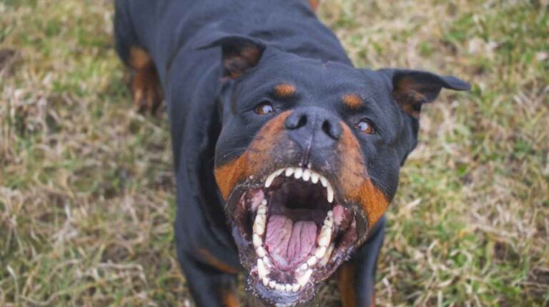 tragedia-en-mendoza:-una-mujer-de-85-anos-murio-despues-de-ser-atacada-por-sus-tres-perros-rottweiler