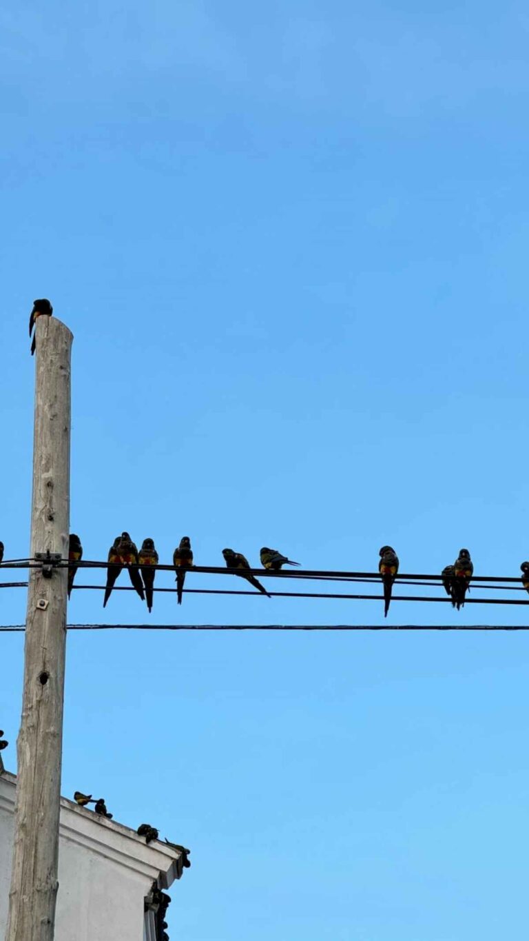 invasion-verde:-un-pueblo-bonaerense-esta-tomado-por-loros-barranqueros-y-los-vecinos-ya-no-saben-que-hacer