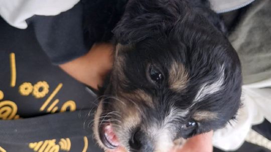 Rescatan cachorros en condiciones de maltrato que eran vendidos ilegalmente en Pompeya