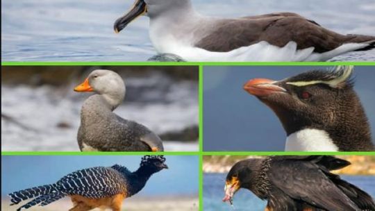 Aves Argentinas celebra sus primeros 10 años de lucha y compromiso con la biodiversidad