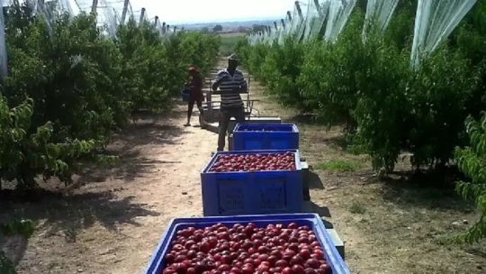 Según un relevamiento de CONINAGRO, de 19 actividades productivas, 9 están en rojo