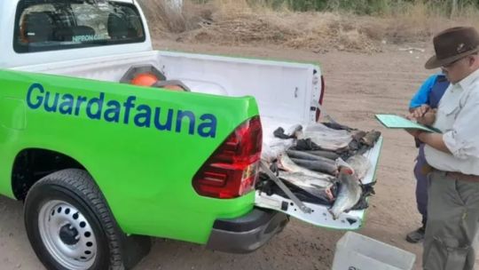 Secuestran medio centenar de truchas y equipos de pesca en operativos en el sur