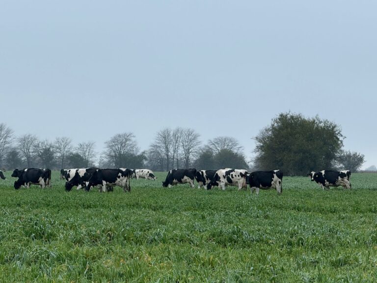 Mejoran los números de la producción lechera luego de un período crítico