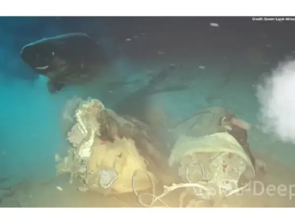 Lanzaron una vaca a las profundidades del mar de China: científicos querían simular el hundimiento de una ballena