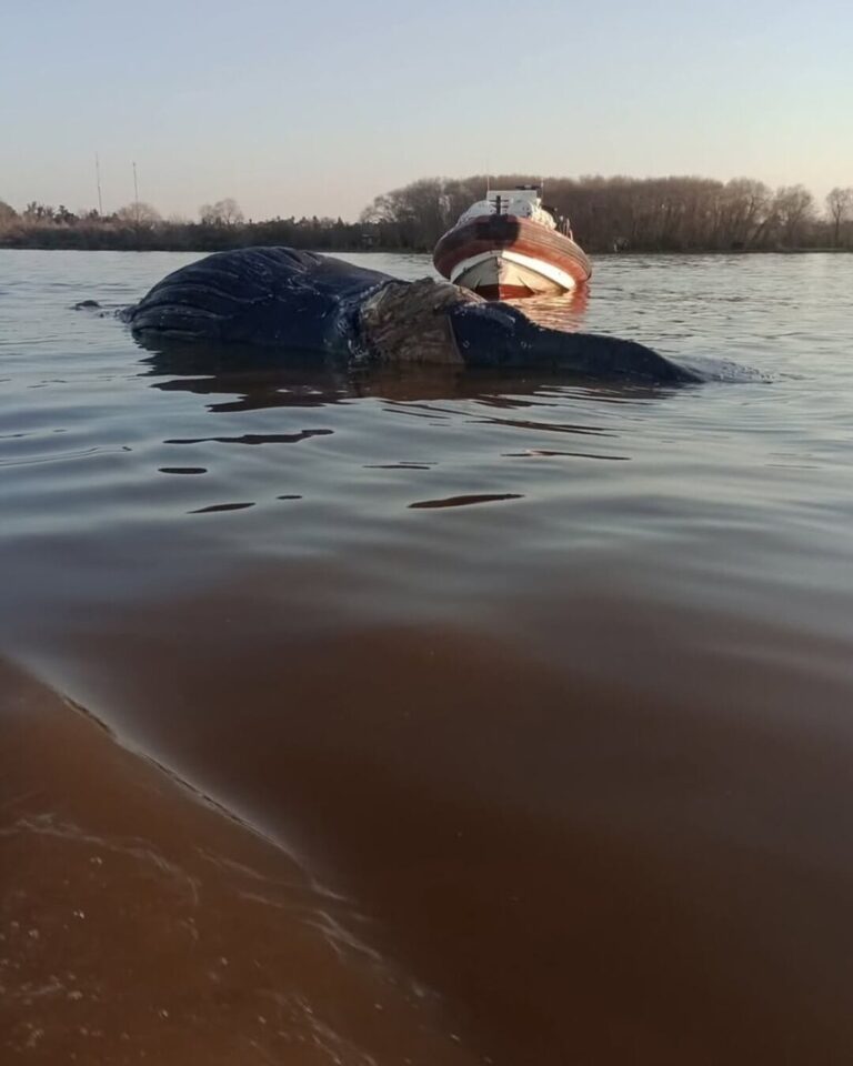 Apareció una ballena muerta frente a la costa de Zárate