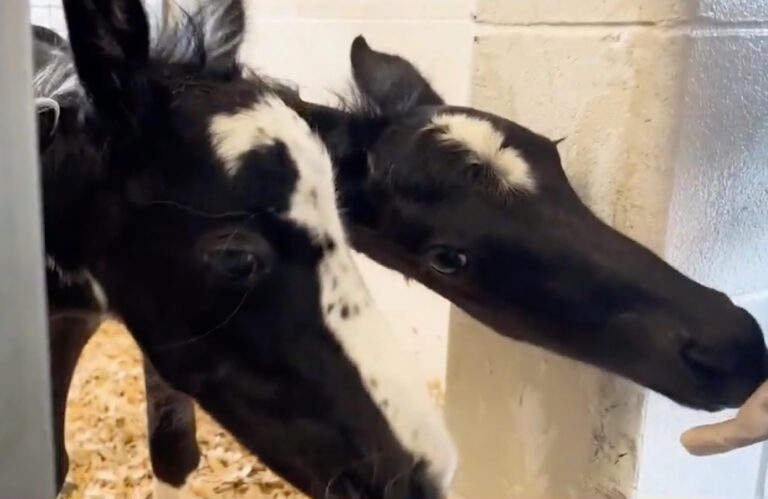 Así son Lucky y Charm, los potros gemelos extremadamente raros nacidos en Florida