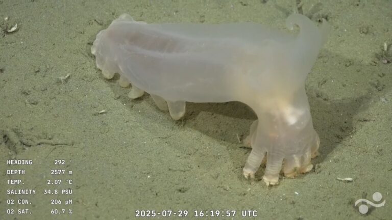 Lanzan el álbum de figuritas digitales del Conicet