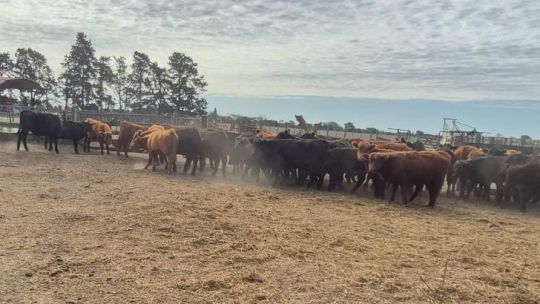 Abigeato: tres detenidos acusados de robar 48 cabezas de ganado en el norte cordobés