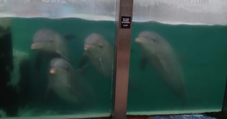 Mar del Plata: denuncian abandono de animales en el ex Aquarium, cerrado hace cinco meses