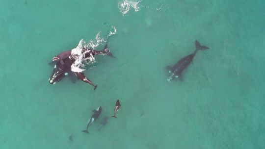 Ataque y defensa: lo qué revela el ataque de lasorcas y la defensa de ballenas en Península Valdez
