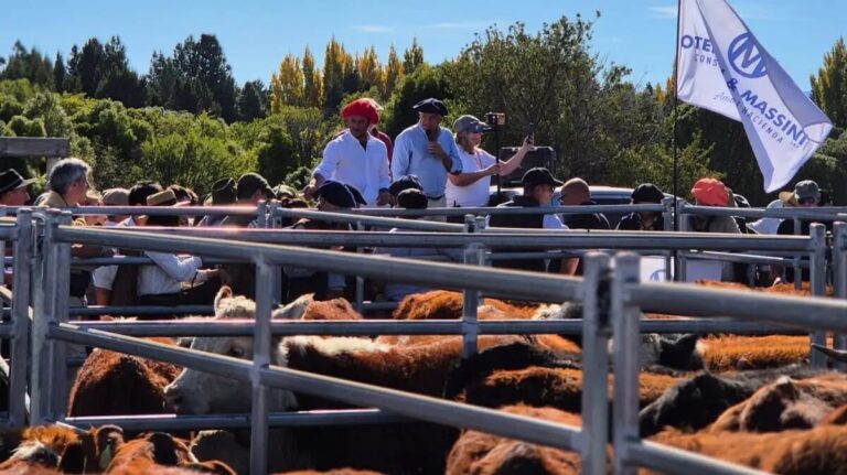 Ganado bovino en corrales durante el remate general de hacienda en Bariloche, Río Negro.