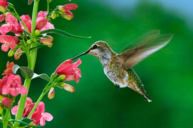 Colibrí o picaflor volando cerca de flores en un jardín