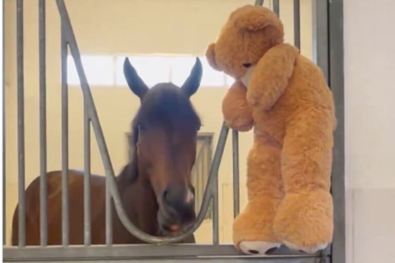 Magnitude, caballo ganador de la Dubai World Cup, junto a su oso de peluche en el box.