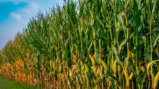 Campo de maíz en Argentina con un cielo despejado de fondo
