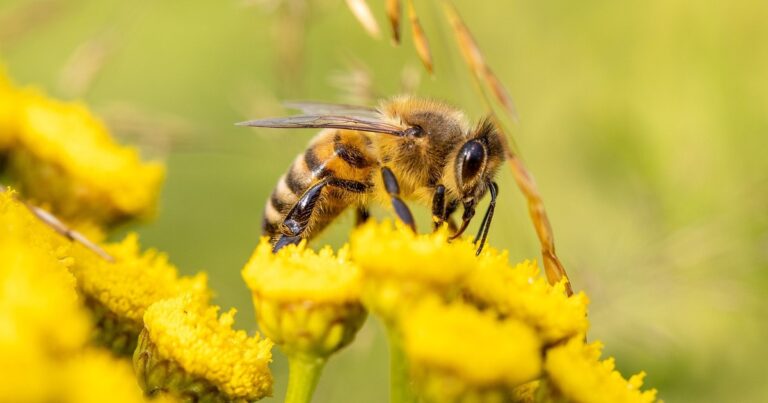 Abejas nativas sin aguijón volando cerca de flores en la Amazonia peruana.