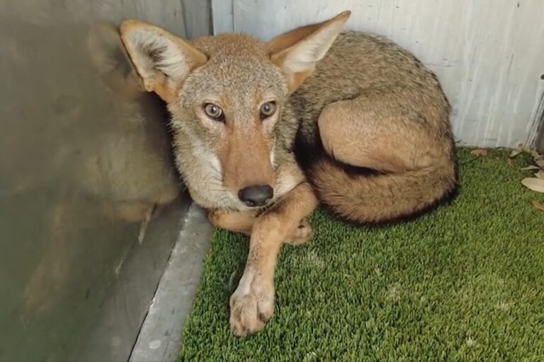 Señal de tráfico de cruce de vida silvestre en una carretera de Galveston, Texas, con un coyote de perfil.